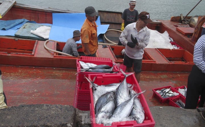 Binh Dinh fishermen enjoy good catches - 1
