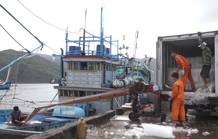 Binh Dinh fishermen enjoy good catches - 8