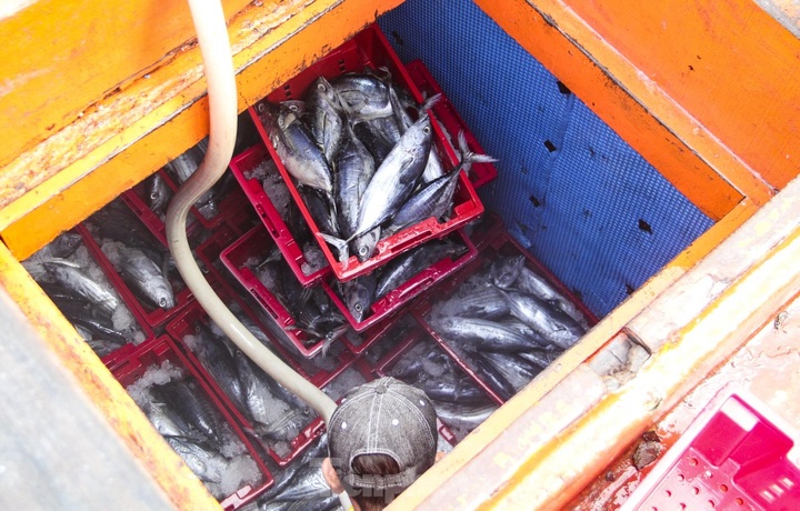 Binh Dinh fishermen enjoy good catches - 5
