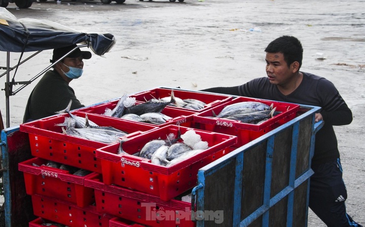 Binh Dinh fishermen enjoy good catches - 7