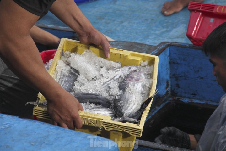 Binh Dinh fishermen enjoy good catches - 6
