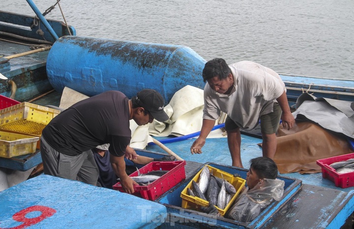 Binh Dinh fishermen enjoy good catches - 3