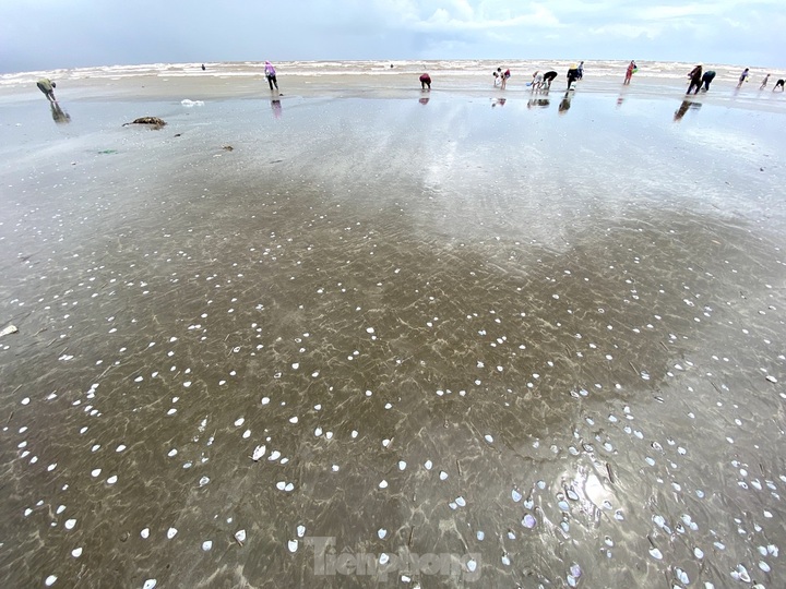 Hundreds of kilos of clams drifted onto Nghe An beach following storm - 1