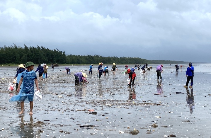Hundreds of kilos of clams drifted onto Nghe An beach following storm - 6