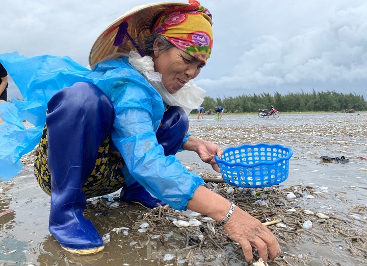 Hundreds of kilos of clams drifted onto Nghe An beach following storm - 3