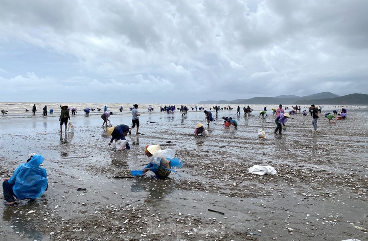 Hundreds of kilos of clams drifted onto Nghe An beach following storm - 2