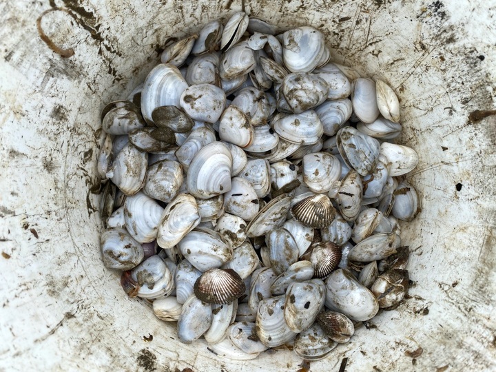 Hundreds of kilos of clams drifted onto Nghe An beach following storm - 4