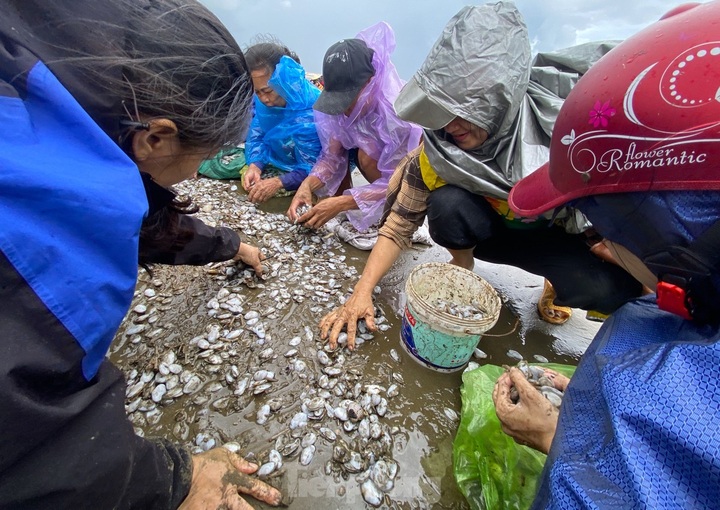 Hundreds of kilos of clams drifted onto Nghe An beach following storm - 5