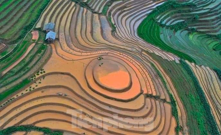 Mu Cang Chai’s terraced rice fields glitter during planting season - 4 Mu Cang Chai’s terraced rice fields glitter during planting season - 4