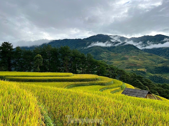 Mu Cang Chai in the rice ripening season - 2 Mu Cang Chai in the rice ripening season - 2