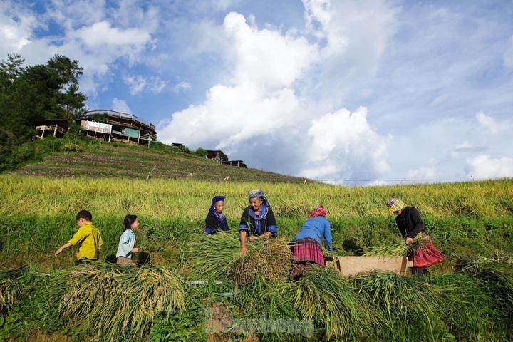 Mu Cang Chai in the rice ripening season - 5 Mu Cang Chai in the rice ripening season - 5