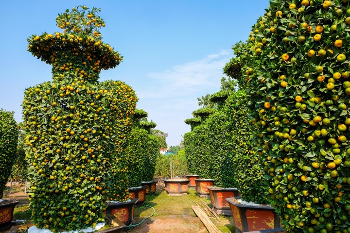 Hung Yen farmers introduce special bonsai kumquat trees for Lunar New Year decoration - 3