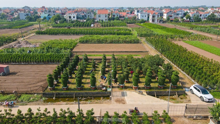 Hung Yen farmers introduce special bonsai kumquat trees for Lunar New Year decoration - 1