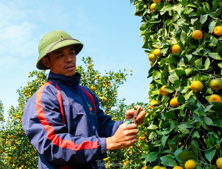 Hung Yen farmers introduce special bonsai kumquat trees for Lunar New Year decoration - 7