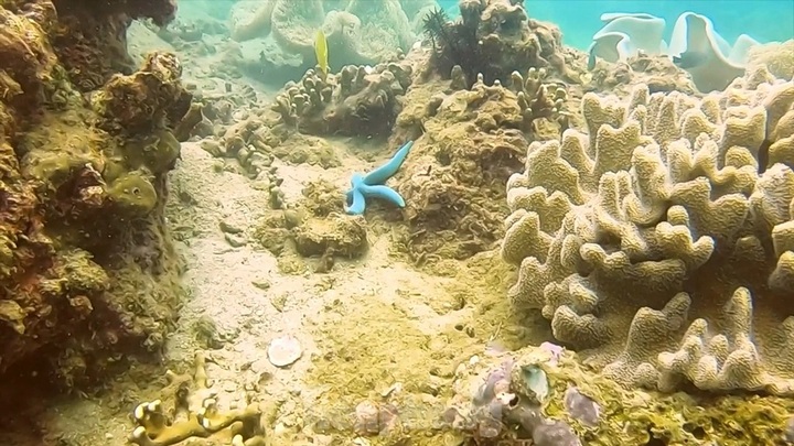 Coral diving services attract tourists - 5
