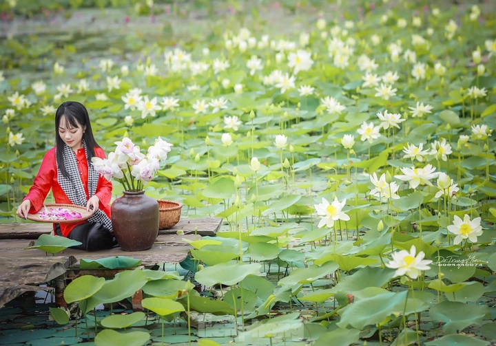 Lotus farm attract visitors in Hanoi suburbs - 4