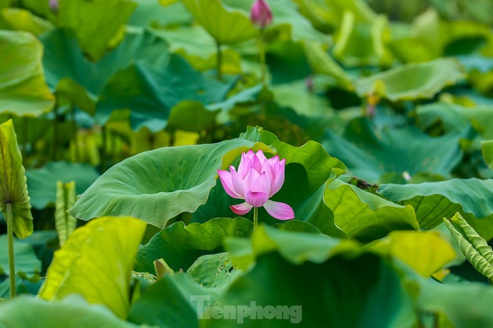 Lotus farm attract visitors in Hanoi suburbs - 3