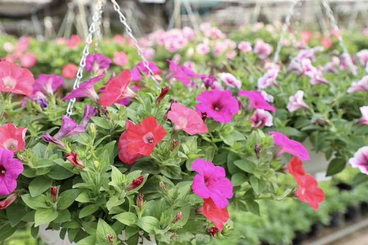 Northern flower village gears up for Tet - 7