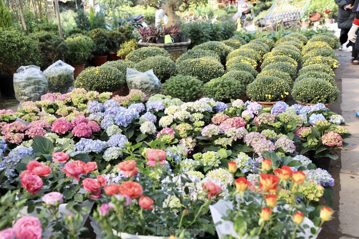 Northern flower village gears up for Tet - 2