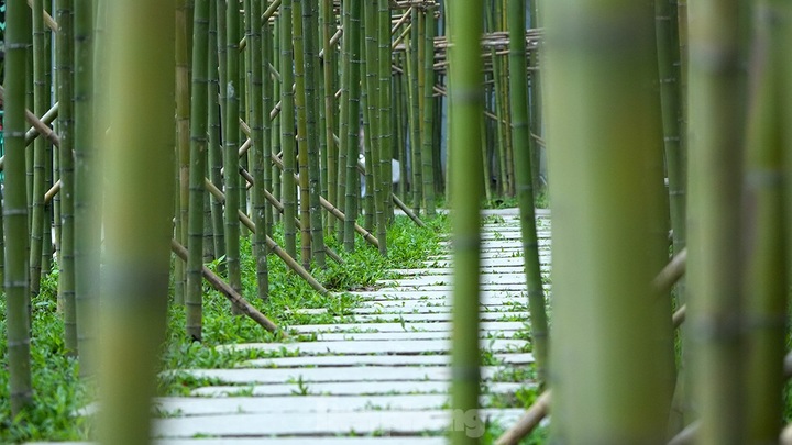 Hanoi reveals new bamboo garden - 1 Hanoi reveals new bamboo garden - 1