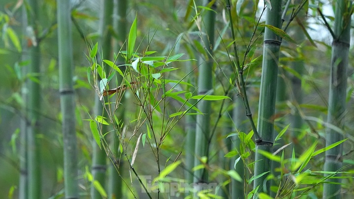 Hanoi reveals new bamboo garden - 6 Hanoi reveals new bamboo garden - 6