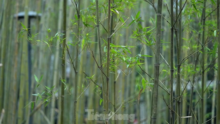 Hanoi reveals new bamboo garden - 7 Hanoi reveals new bamboo garden - 7