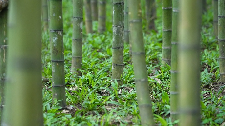 Hanoi reveals new bamboo garden - 2 Hanoi reveals new bamboo garden - 2