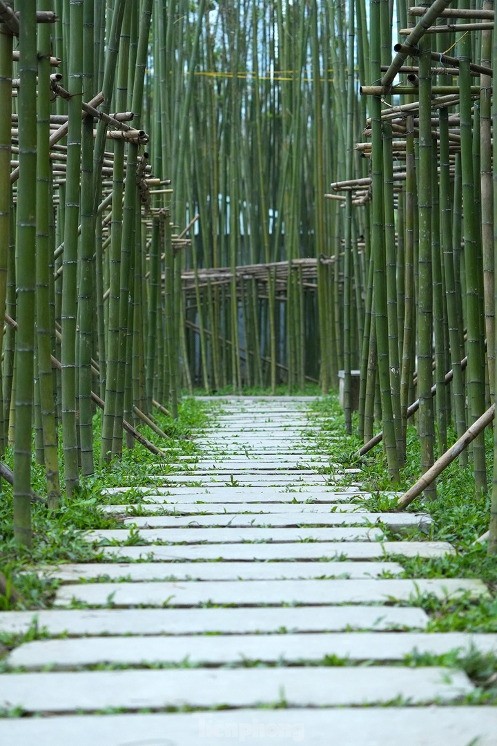 Hanoi reveals new bamboo garden - 4 Hanoi reveals new bamboo garden - 4