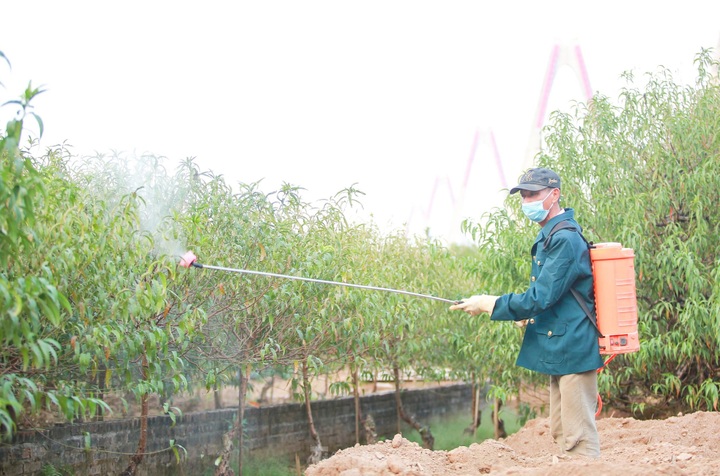 Hanoians busy pruning peach leaves before Tet - 6 Hanoians busy pruning peach leaves before Tet - 6