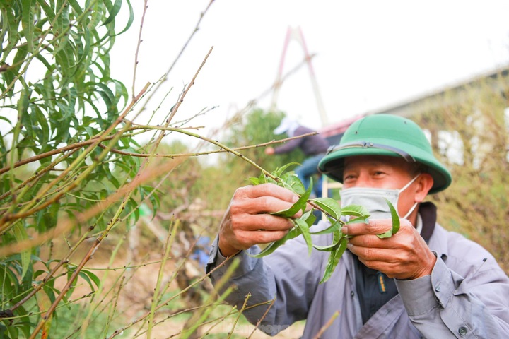 Hanoians busy pruning peach leaves before Tet - 7 Hanoians busy pruning peach leaves before Tet - 7