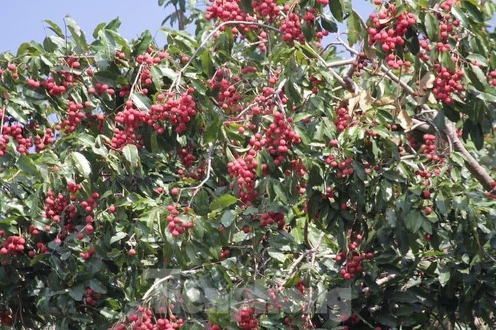 Binh Phuoc National Park reopens - 6 Binh Phuoc National Park reopens - 6