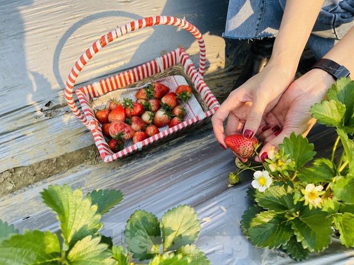 Young people flock to strawberry gardens in Moc Chau - 3 Young people flock to strawberry gardens in Moc Chau - 3