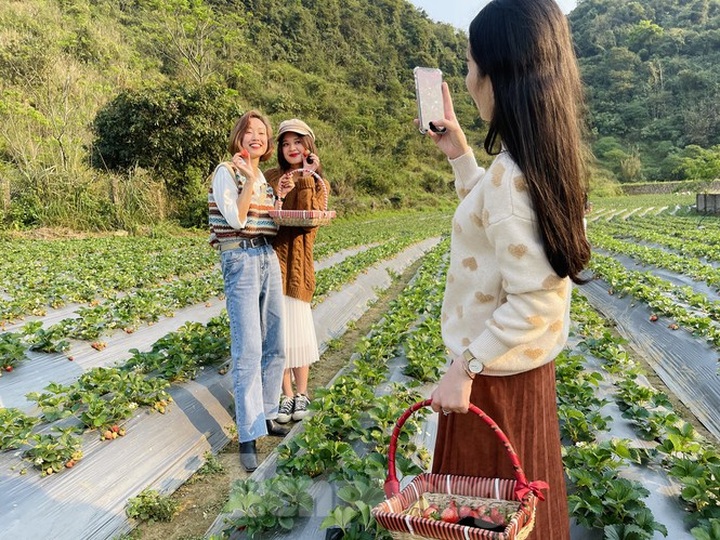 Young people flock to strawberry gardens in Moc Chau - 5 Young people flock to strawberry gardens in Moc Chau - 5