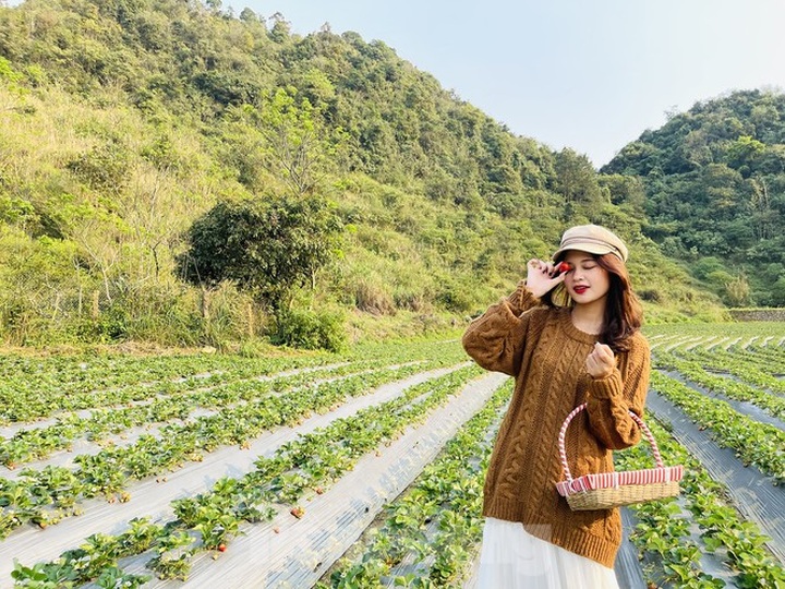Young people flock to strawberry gardens in Moc Chau - 4 Young people flock to strawberry gardens in Moc Chau - 4