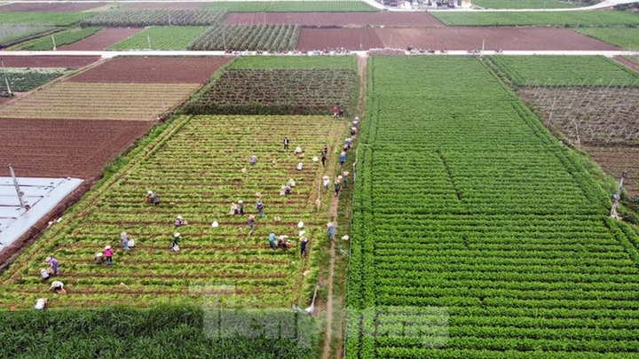 Farm produce in Hai Duong left spoilt during lockdown - 1