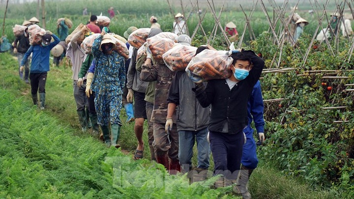 Farm produce in Hai Duong left spoilt during lockdown - 3