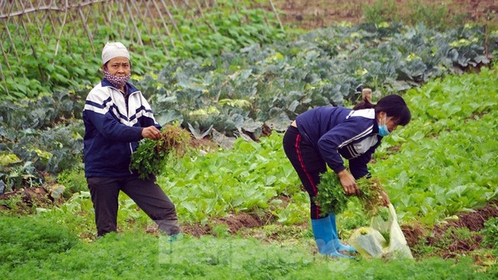 Farm produce in Hai Duong left spoilt during lockdown - 6