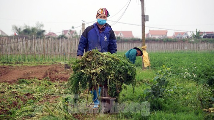 Farm produce in Hai Duong left spoilt during lockdown - 7