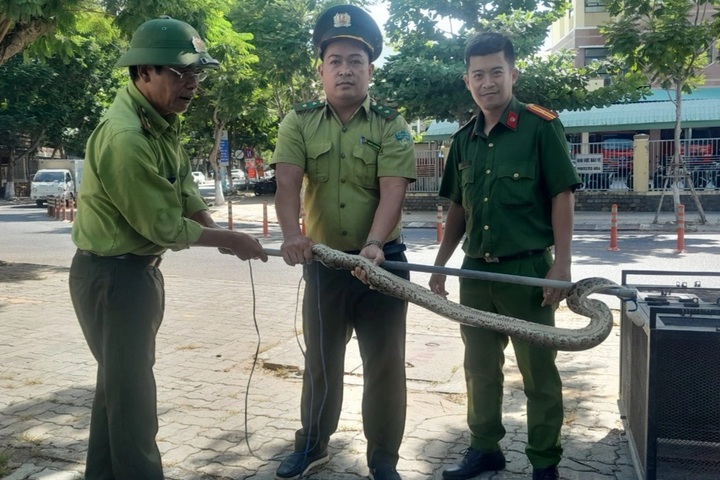 Rare python found in Danang residential area - 1