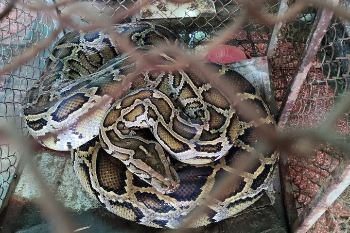 32-kilo python handed over to Ha Tinh national park - 1