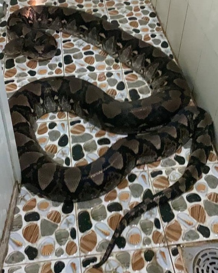 Big python found at house in Tay Ninh - 1 Big python found at house in Tay Ninh - 1