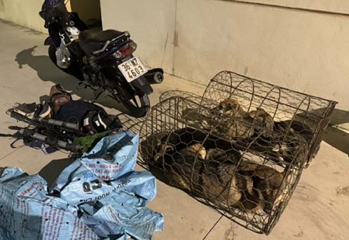 Dog stealing ring busted - 1