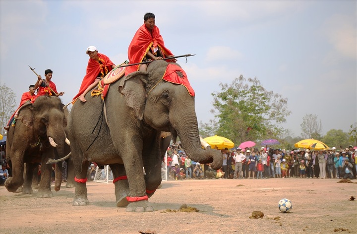 Elephants join football match at Buon Ma Thuot Coffee Festival - 4