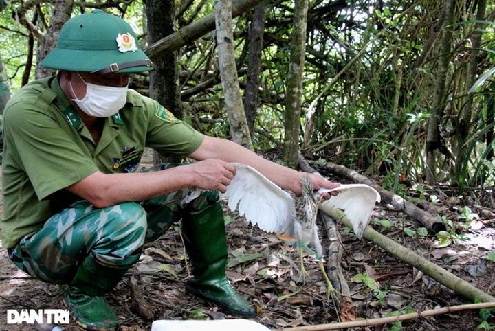 Wild bird hunting remains rampant in Ha Tinh - 4 Wild bird hunting remains rampant in Ha Tinh - 4