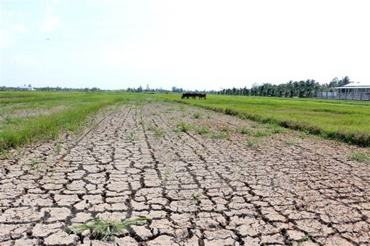 Saline intrusion in Mekong Delta likely to linger on - 1