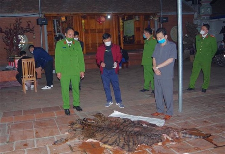 Man in Thai Nguyen detained for tiger killing - 1