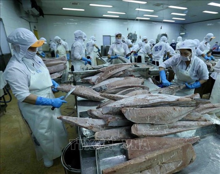 Tuna becomes billion-dollar export for first time: VASEP - 1
