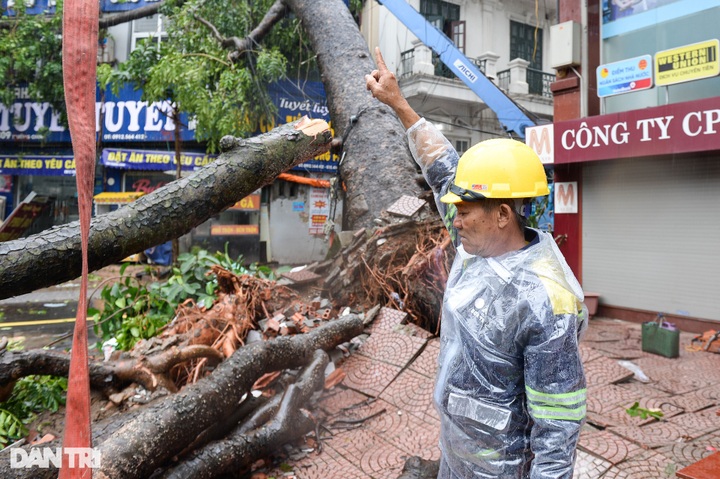 HCM City helps Hanoi to handle typhoon-hit trees - 2
