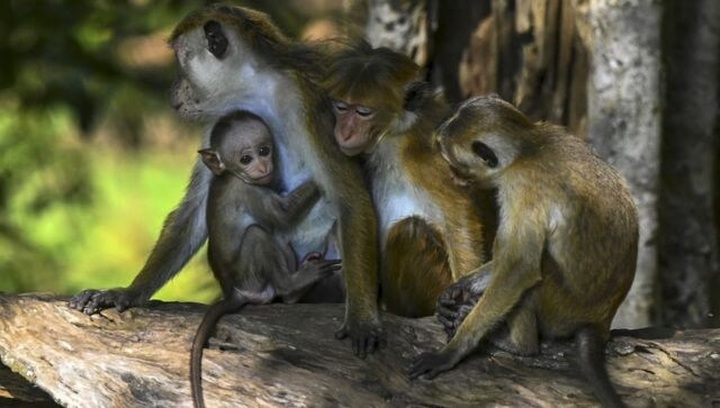 Cash-strapped Sri Lanka scraps monkey business plan - 1