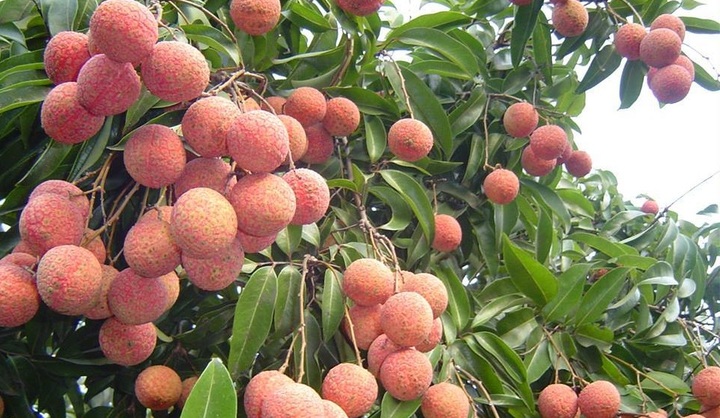 Nearly 2.5 tonnes of early-ripening lychees to enter Middle East market - 1